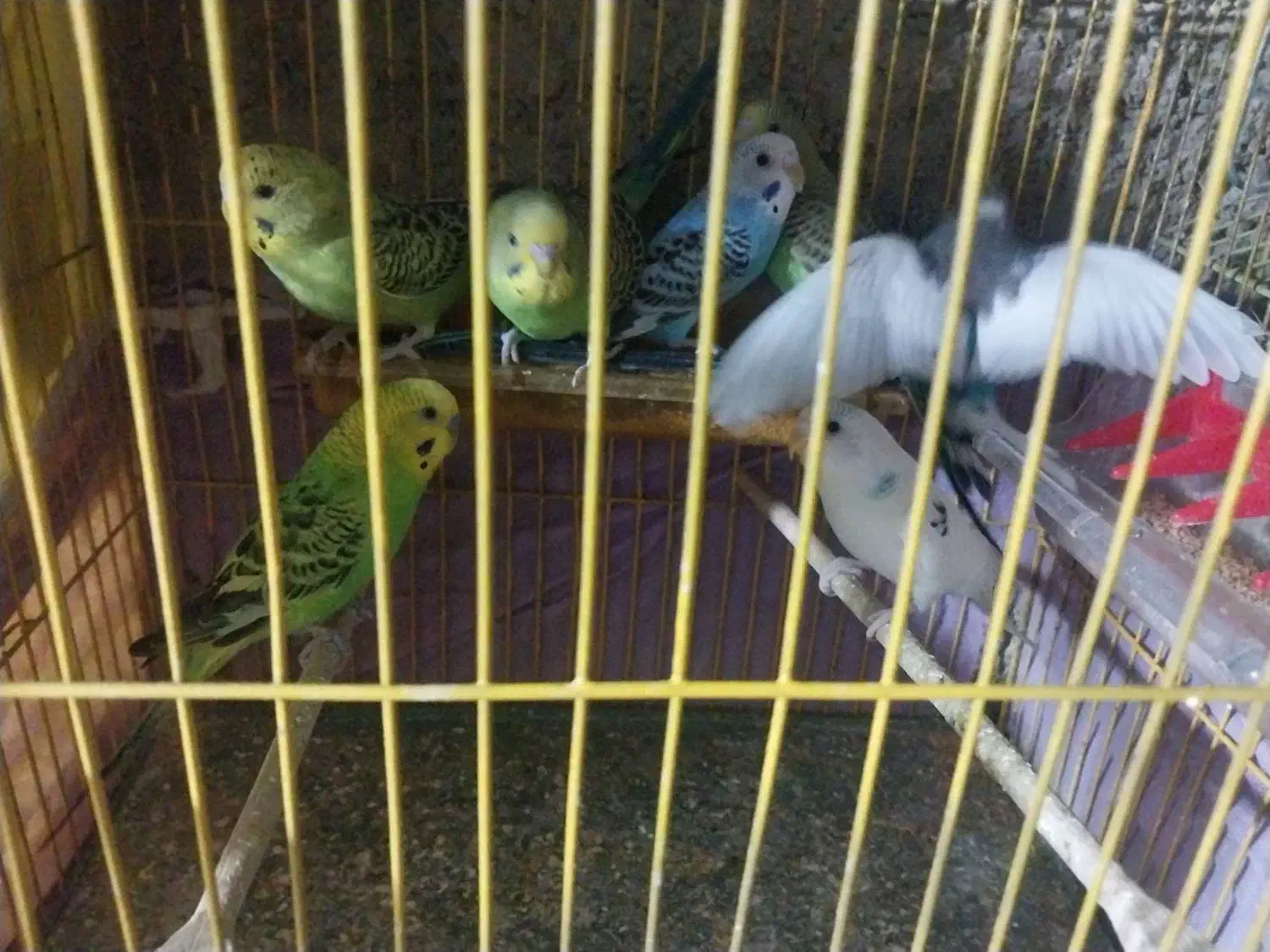 مرغ عشقان مرتب تمیز جفتی ۲۵۰|پرنده|نورآباد ممسنی, |دیوار