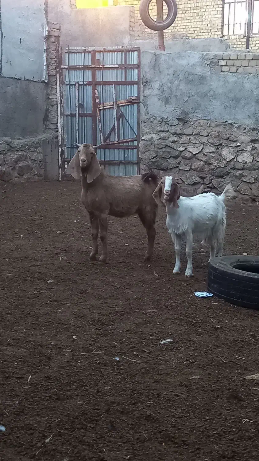 بزغاله نر ماده|حیوانات مزرعه|بروجرد, |دیوار