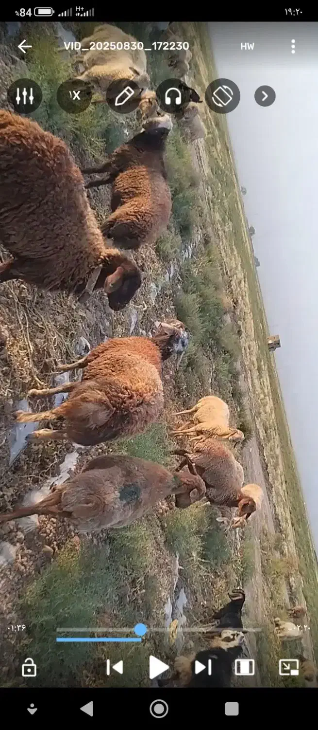 برقوچی|حیوانات مزرعه|باخزر, |دیوار