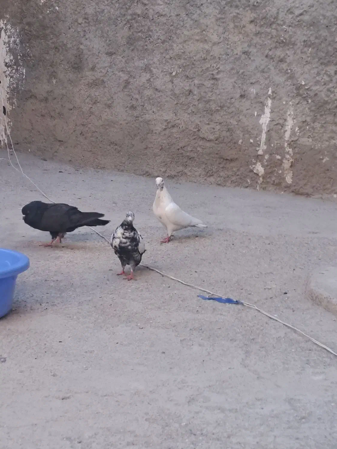 کبوتر|پرنده|نوشین شهر, |دیوار