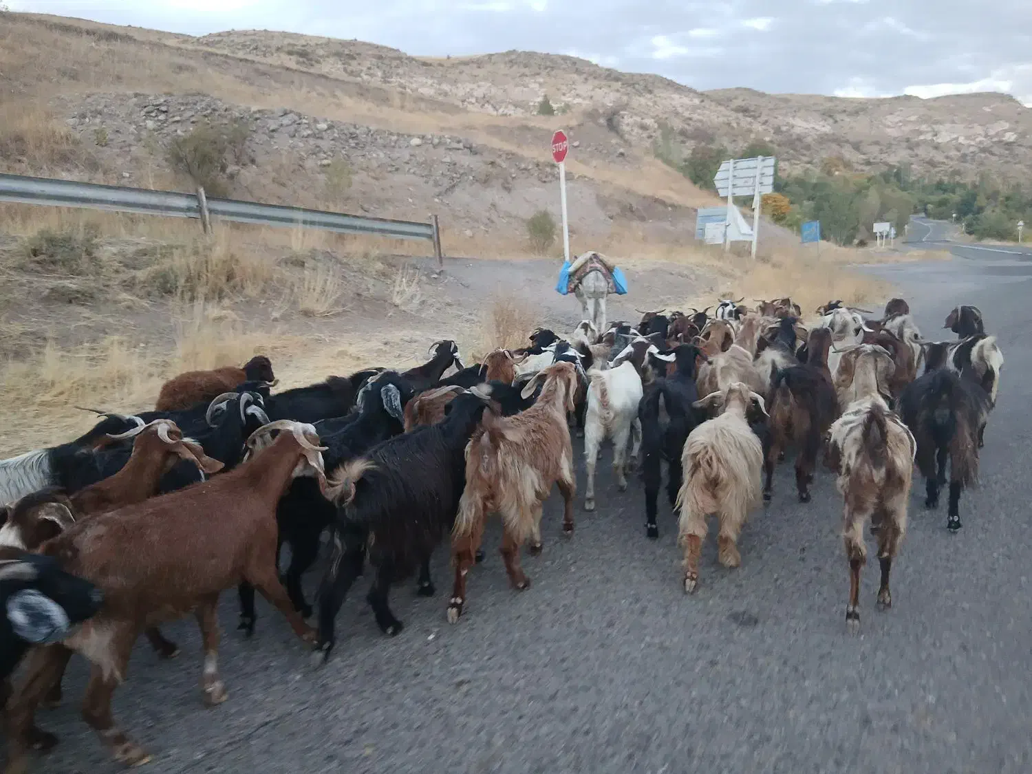 بزشیری جوان|حیوانات مزرعه|اردبیل, |دیوار