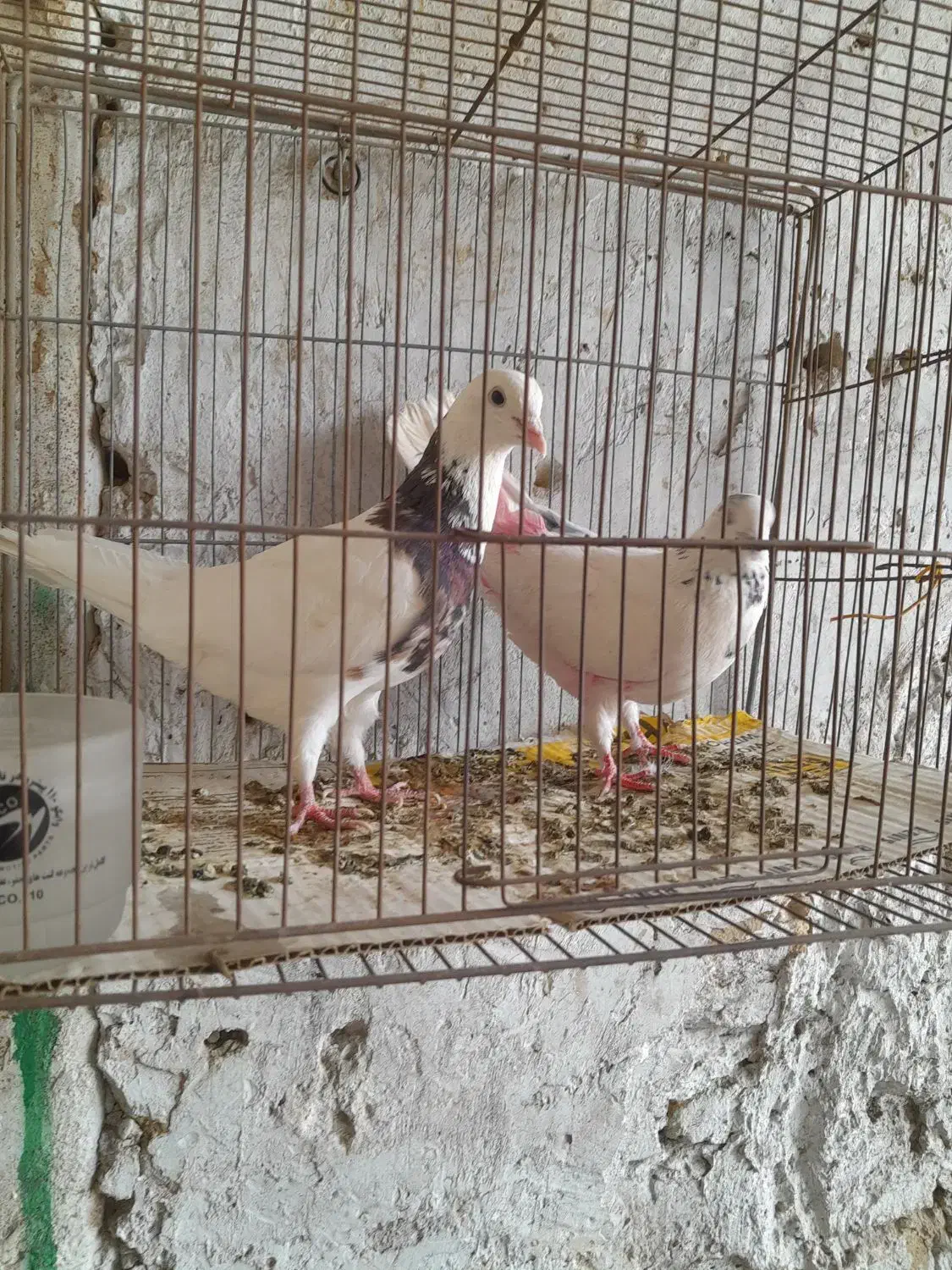 کبوتر طوقی|پرنده|قم, محمد آباد|دیوار