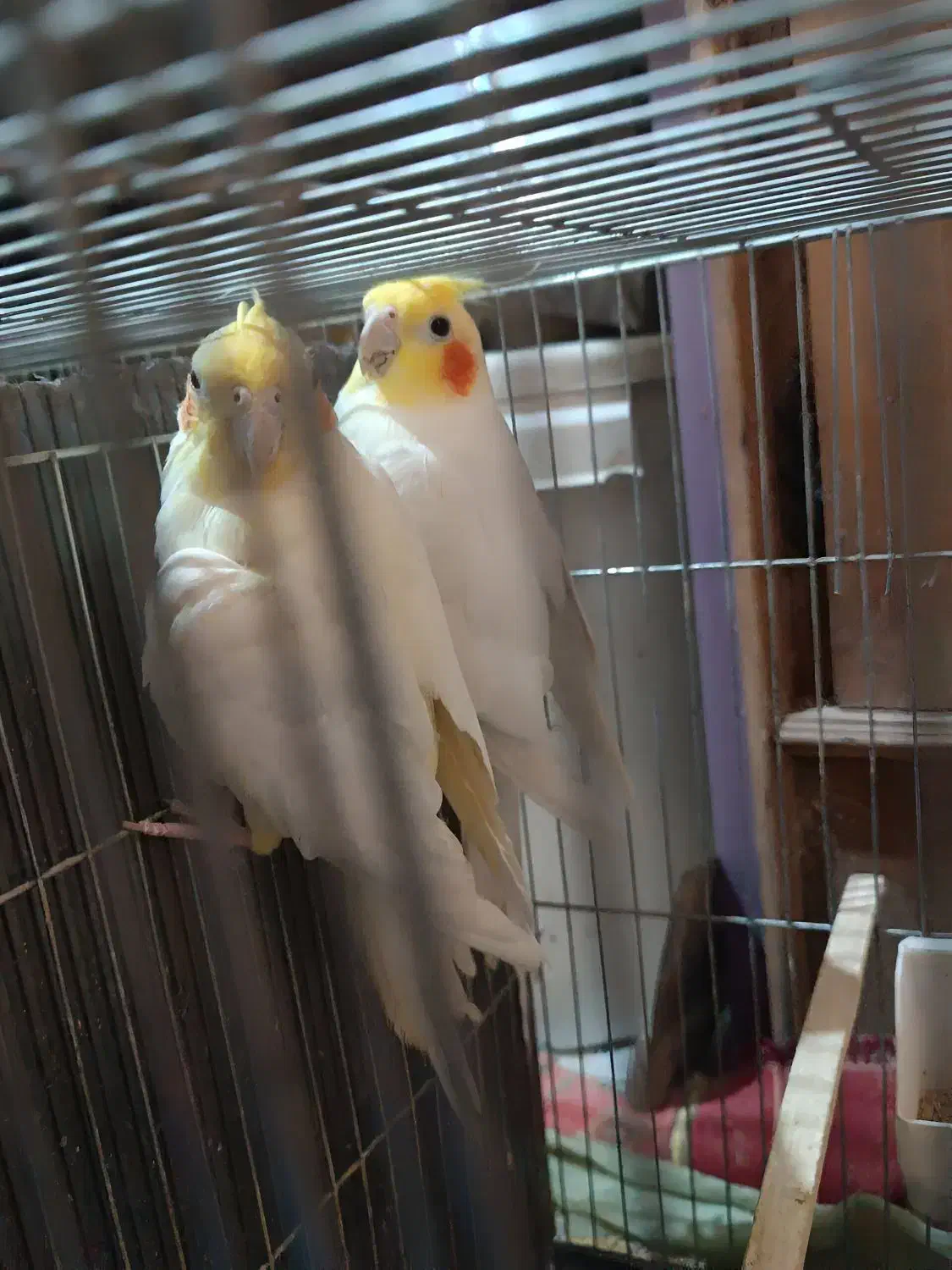 یک جفت عروس هلندی|پرنده|دلیجان, |دیوار