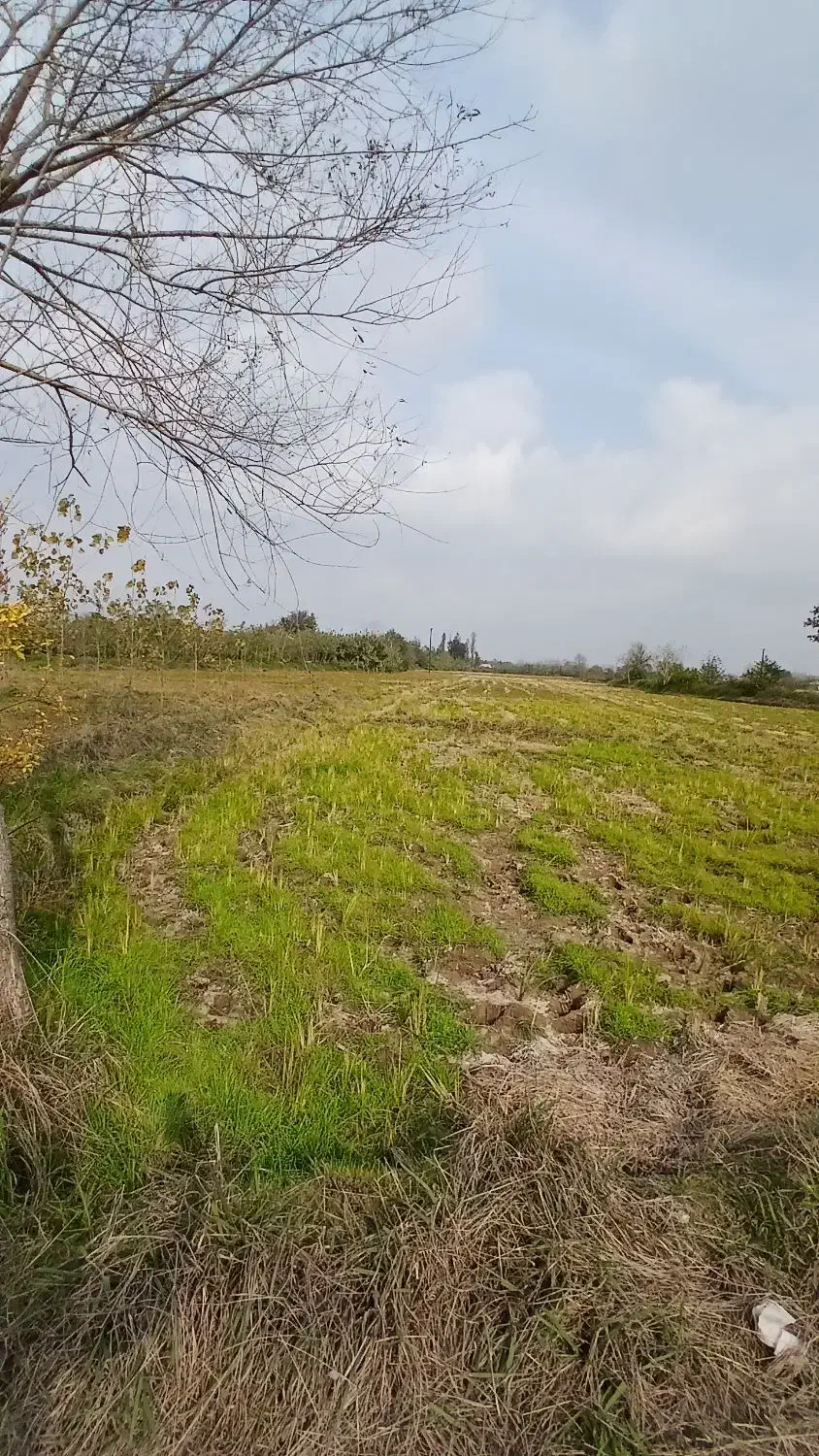 ۱۲۰۰۰mزمین کشاورزی مناسب شالیزارباغ کیوی/گلخانه|فروش دفتر صنعتی، کشاورزی، تجاری|خشکبیجار, |دیوار