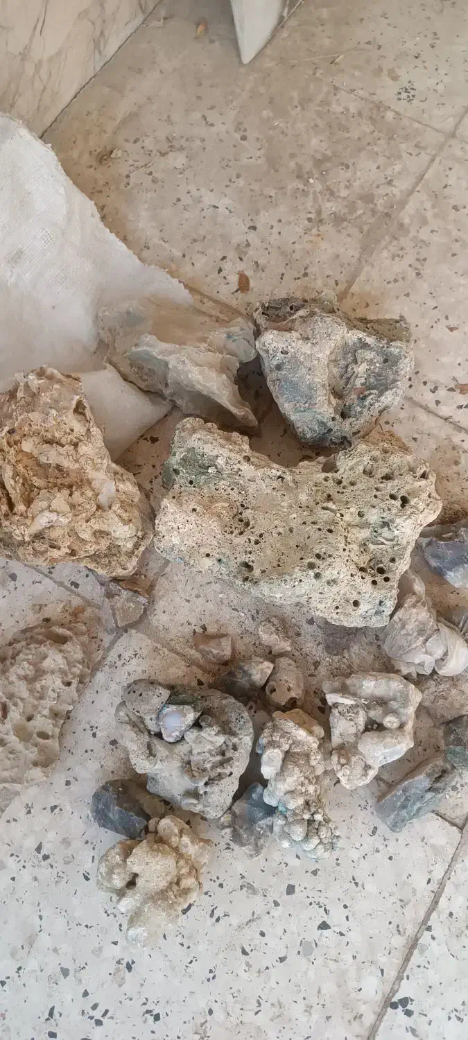 سنگ آکواریوم یک کیسه|ماهی|تربت‌حیدریه, بهزیستی|دیوار