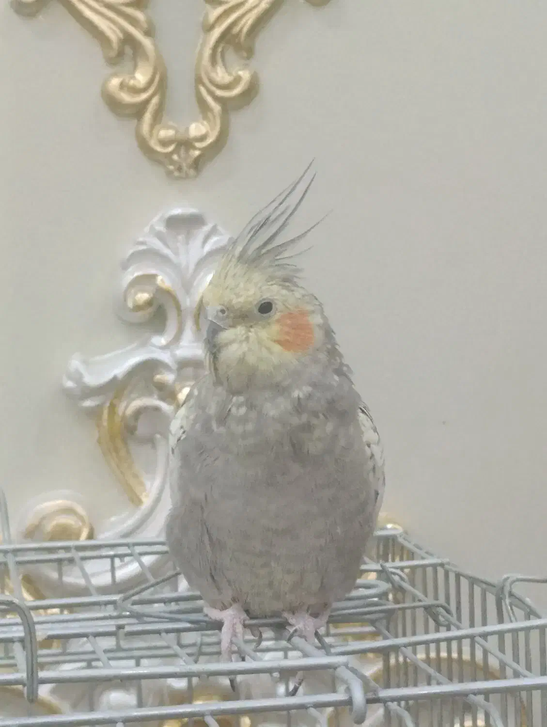 عروس هلندی نر|پرنده|زنجان, |دیوار