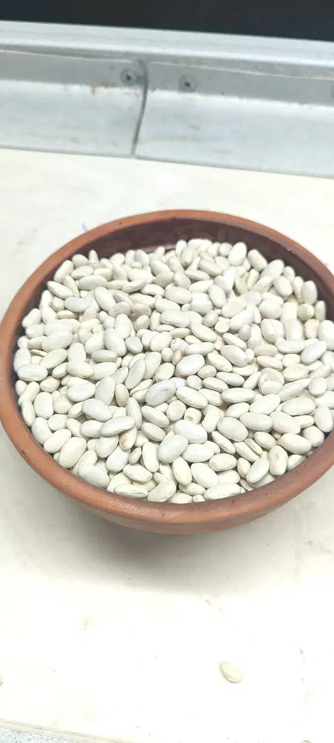 لوبیا سفید ایرانی|خوردنی و آشامیدنی|رومشکان, |دیوار