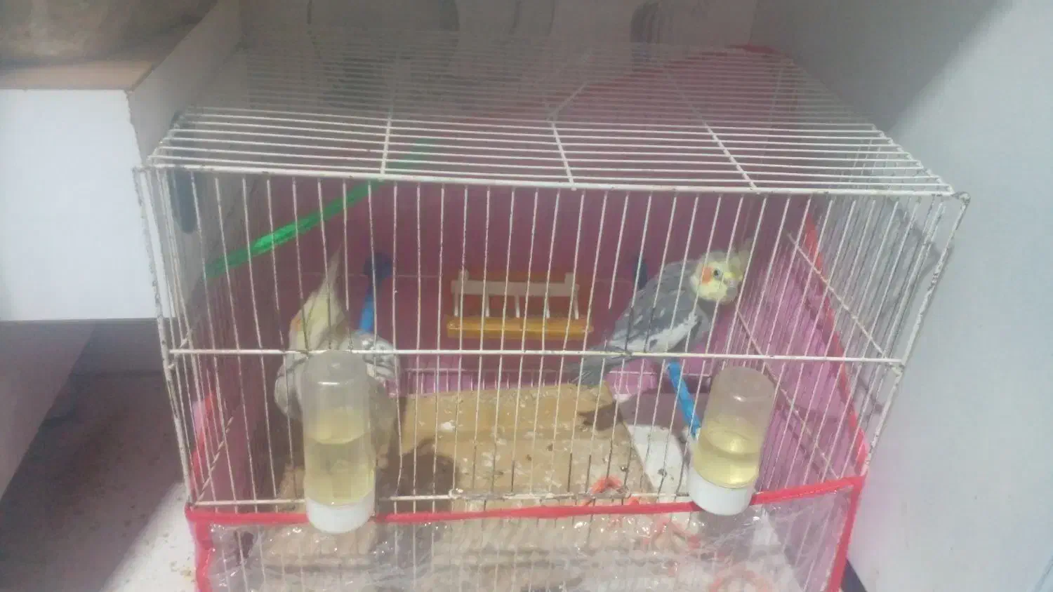 عروس هلندی مولد|پرنده|تربت جام, معدآباد|دیوار