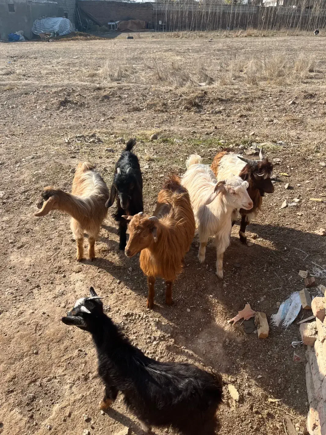 بز (چپیش)|حیوانات مزرعه|اردبیل, |دیوار