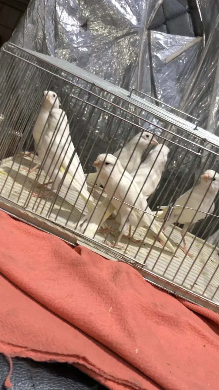 قناری|پرنده|قزوین, |دیوار