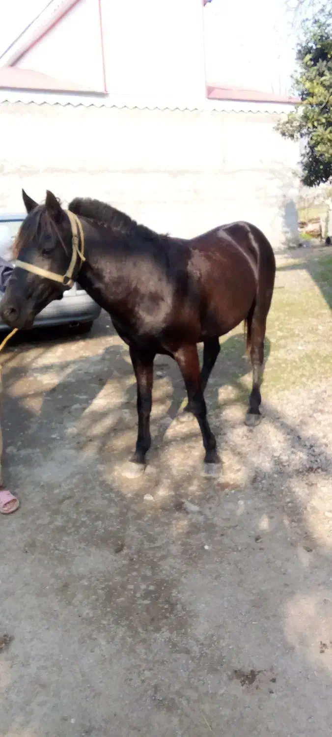 اسب نریان بنام باروت|اسب و تجهیزات اسب‌سواری|آستانه اشرفیه, |دیوار