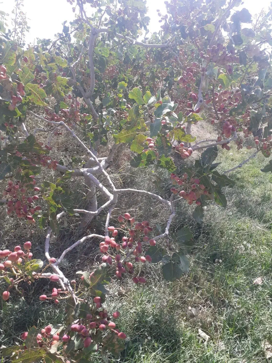 نهال درخت پسته چنتا موجود بارده پیوند اکبری|گل و گیاه طبیعی|مشکان, |دیوار