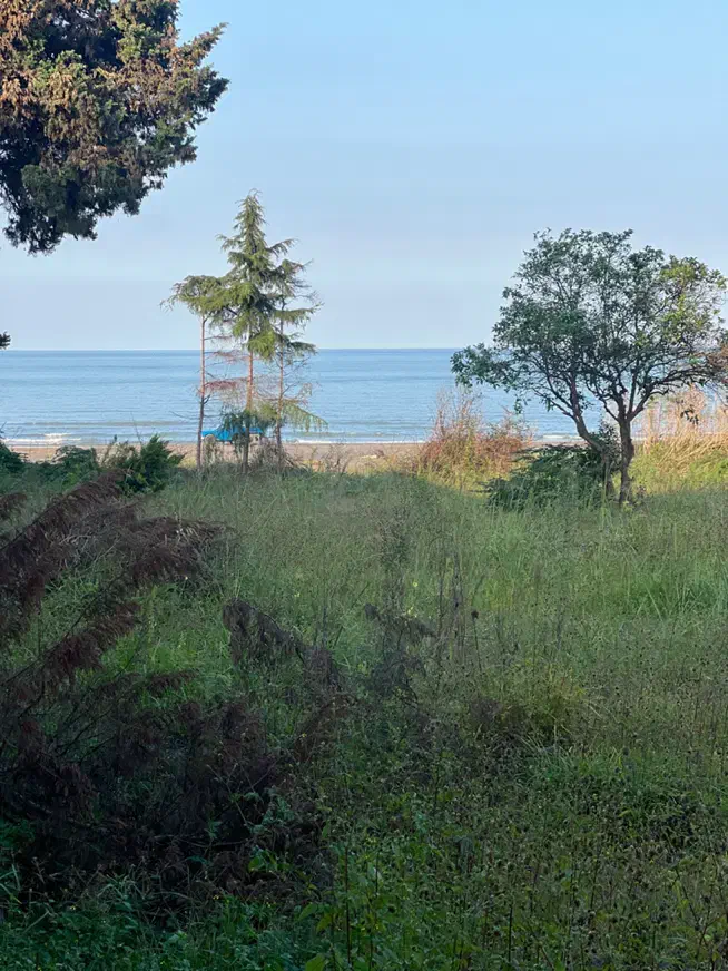 فروش ۲۵۰۰متر زمین ساحلی(جاده به ساحل)|فروش زمین و ملک کلنگی|نشتارود, |دیوار