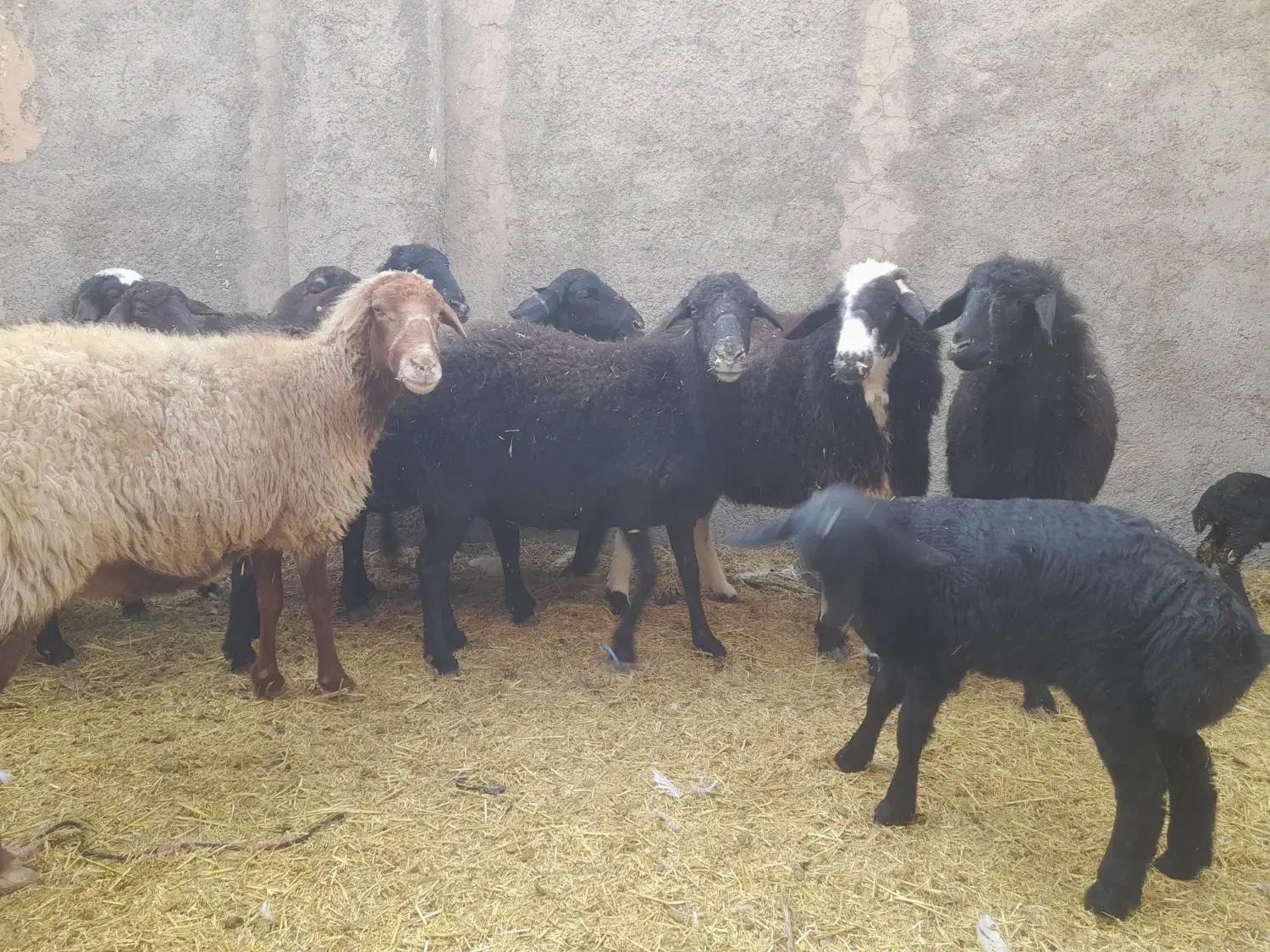 ده راس میش جوان عالی|حیوانات مزرعه|پیشوا, |دیوار