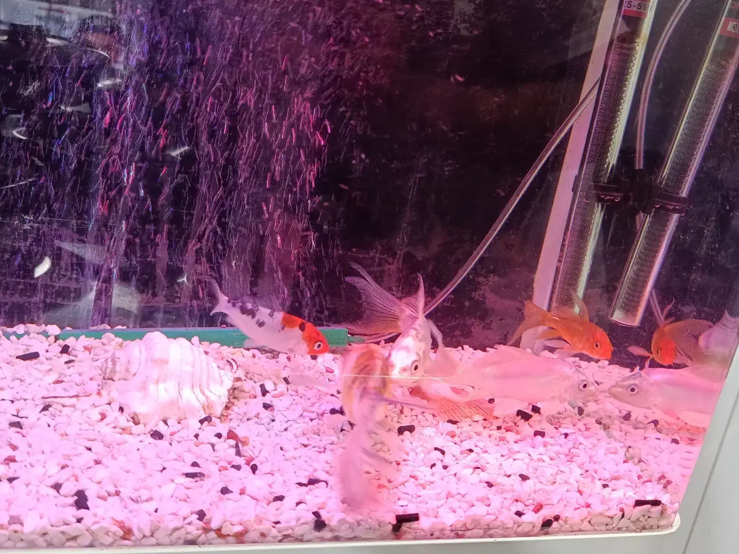 ماهی کوی|ماهی|پاکدشت, پاکدشت (مامازند)|دیوار