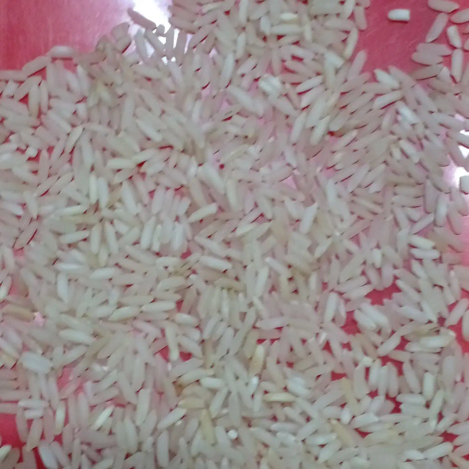 برنج درجه۱ عنبر شوشتر|خوردنی و آشامیدنی|اهواز, پادادشهر|دیوار