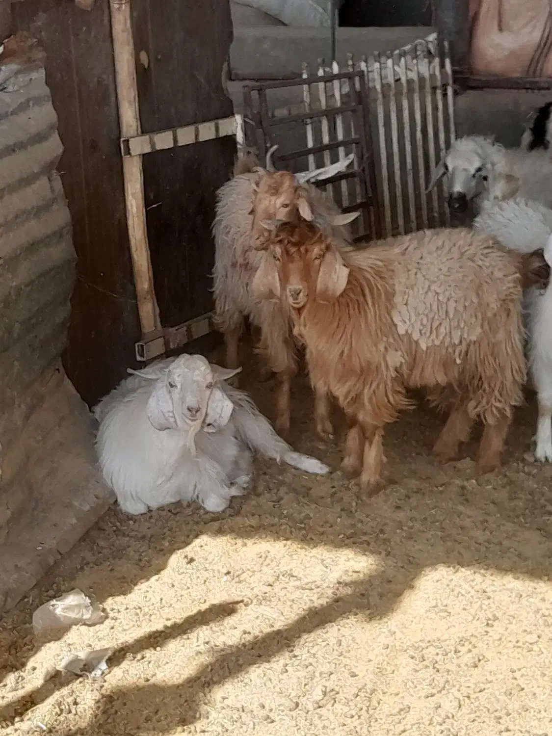 کهره بره بز گیسه چاق|حیوانات مزرعه|سیرجان, |دیوار