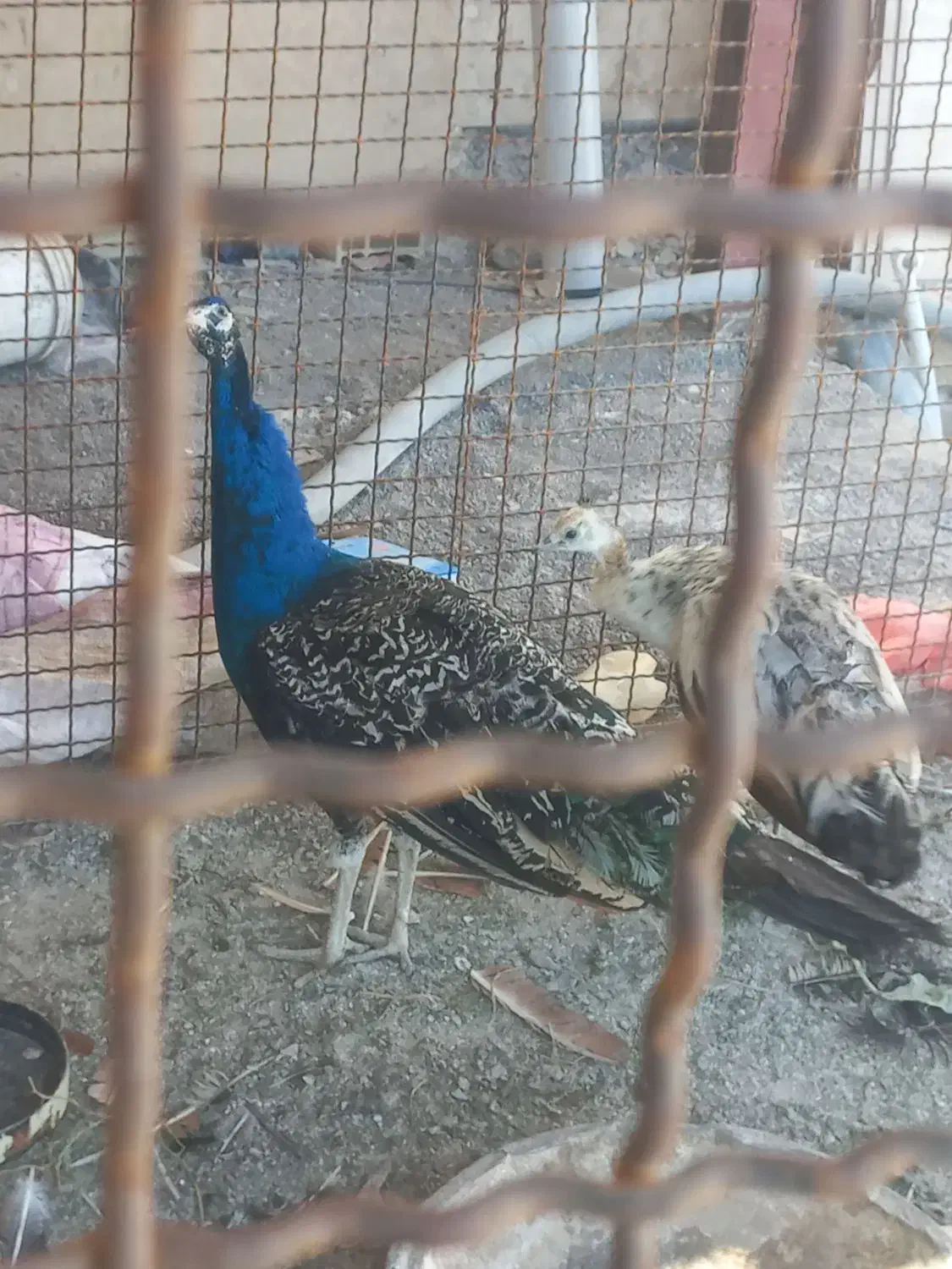 طاووس|پرنده|کاشان, فین بزرگ|دیوار