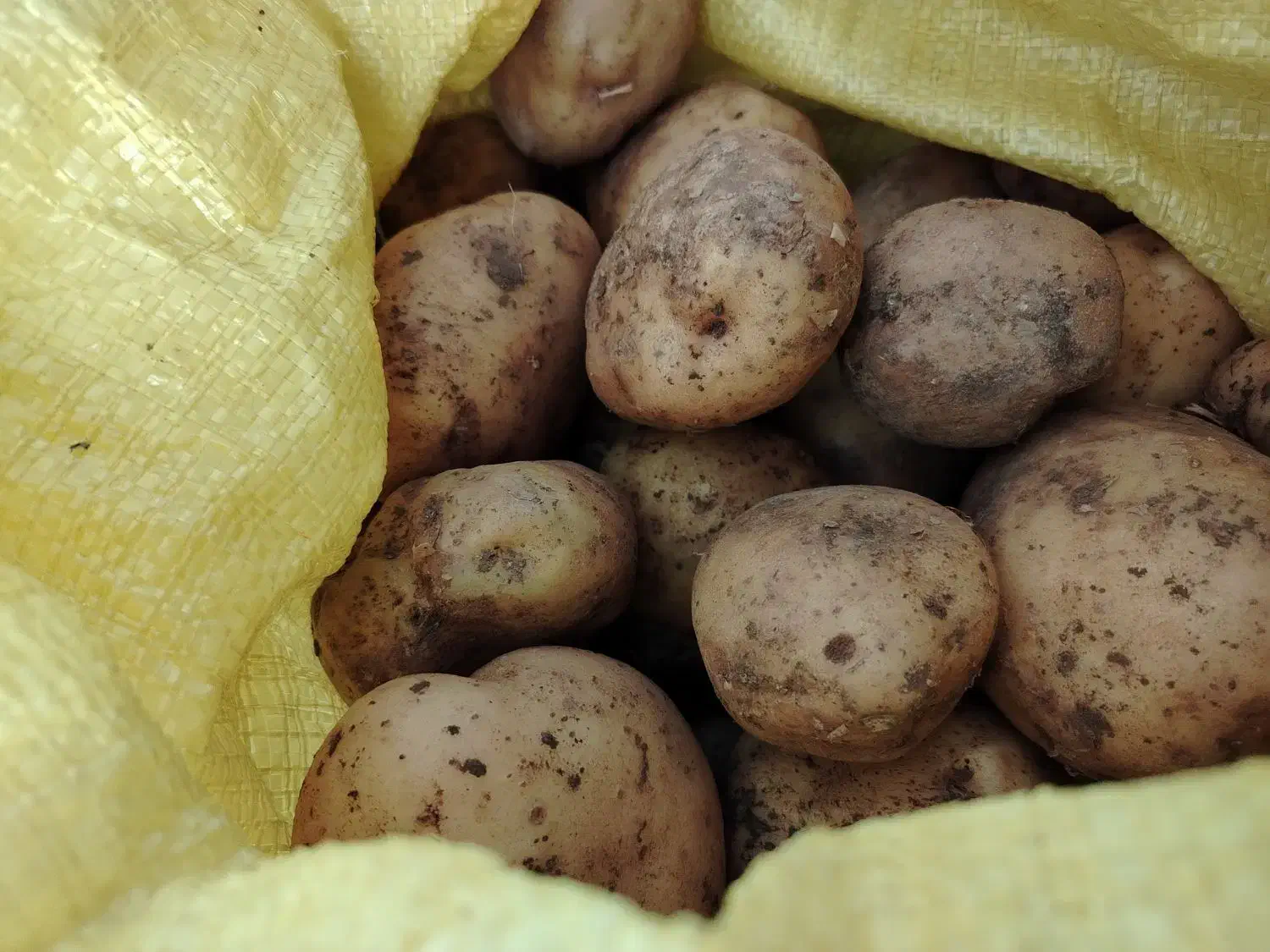 سیب زمینی|خوردنی و آشامیدنی|مشهد, نظام دوست|دیوار