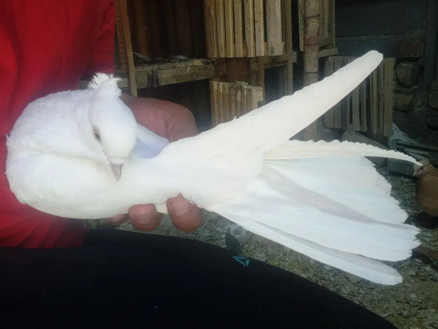 کفتر یا کبوتر|پرنده|ساوه, |دیوار