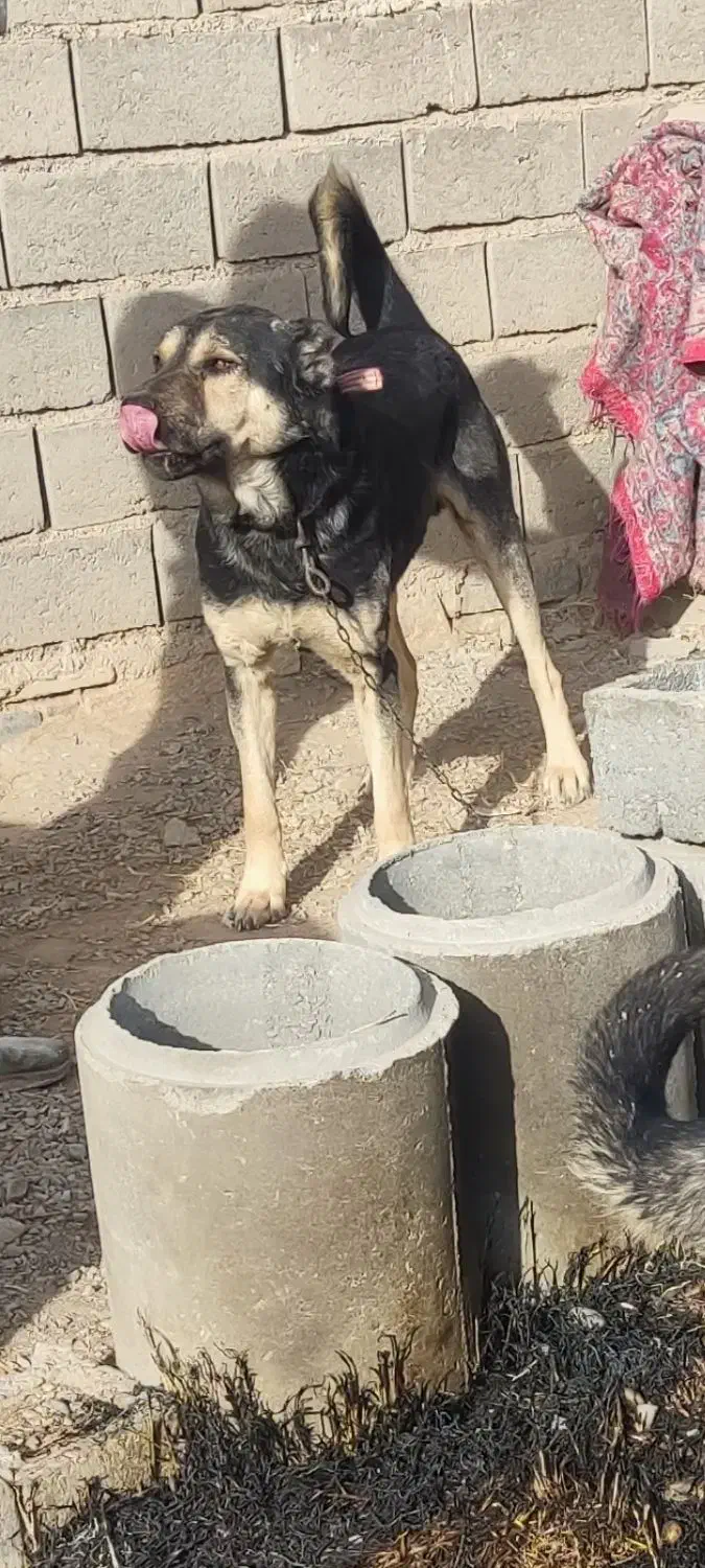 سگ سرابی|حیوانات|ملکان, |دیوار