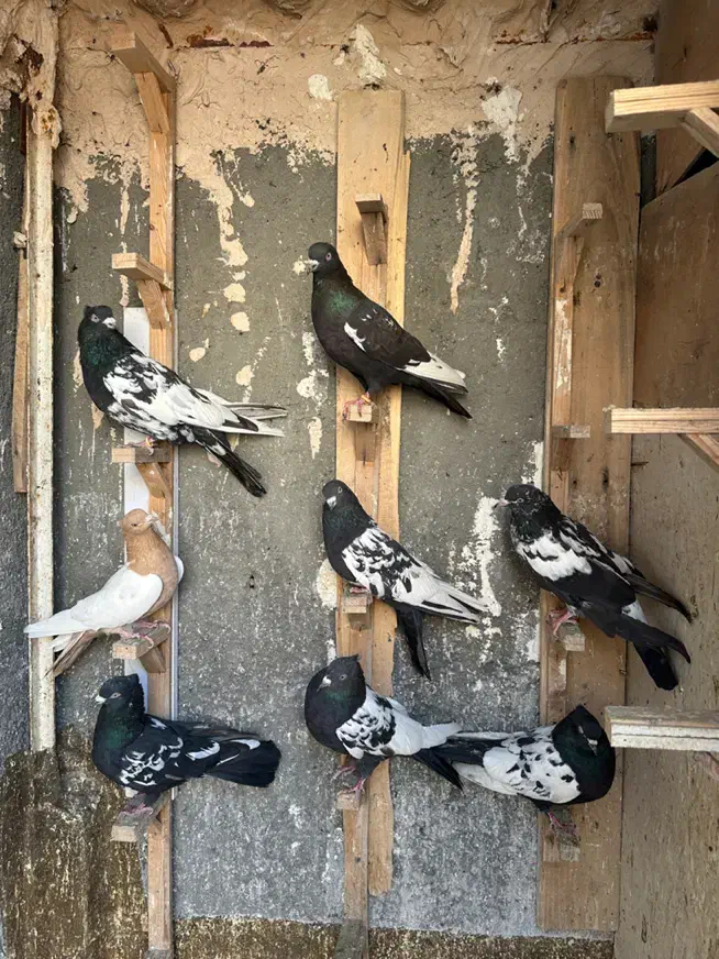 ۸ تا کفتر کله سینه پرشی|پرنده|مشهد, رضاشهر|دیوار