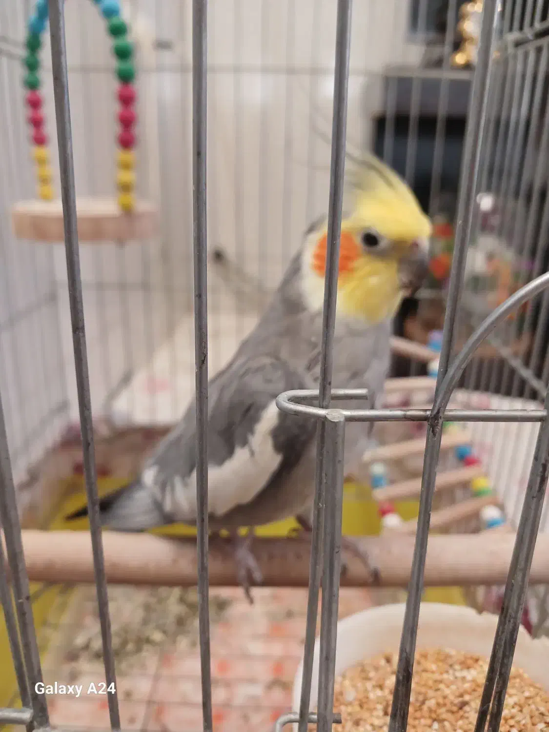 عروس هلندی|پرنده|قم, باغ شریفی|دیوار