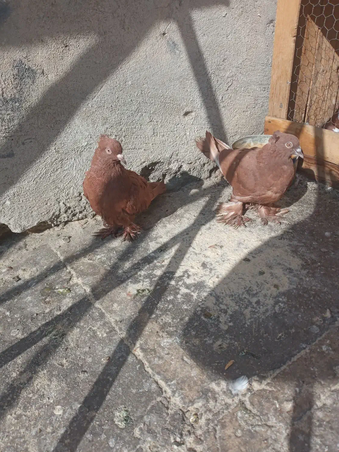 کفتر کبوتر راعبی رواعب با قفس دو طبقه|پرنده|قم, سالاریه|دیوار