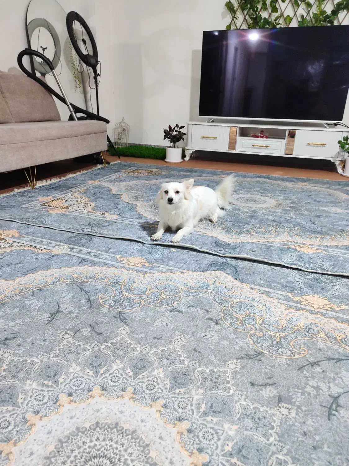 سگ پامر اشپیتز|سگ|بندر گناوه, |دیوار