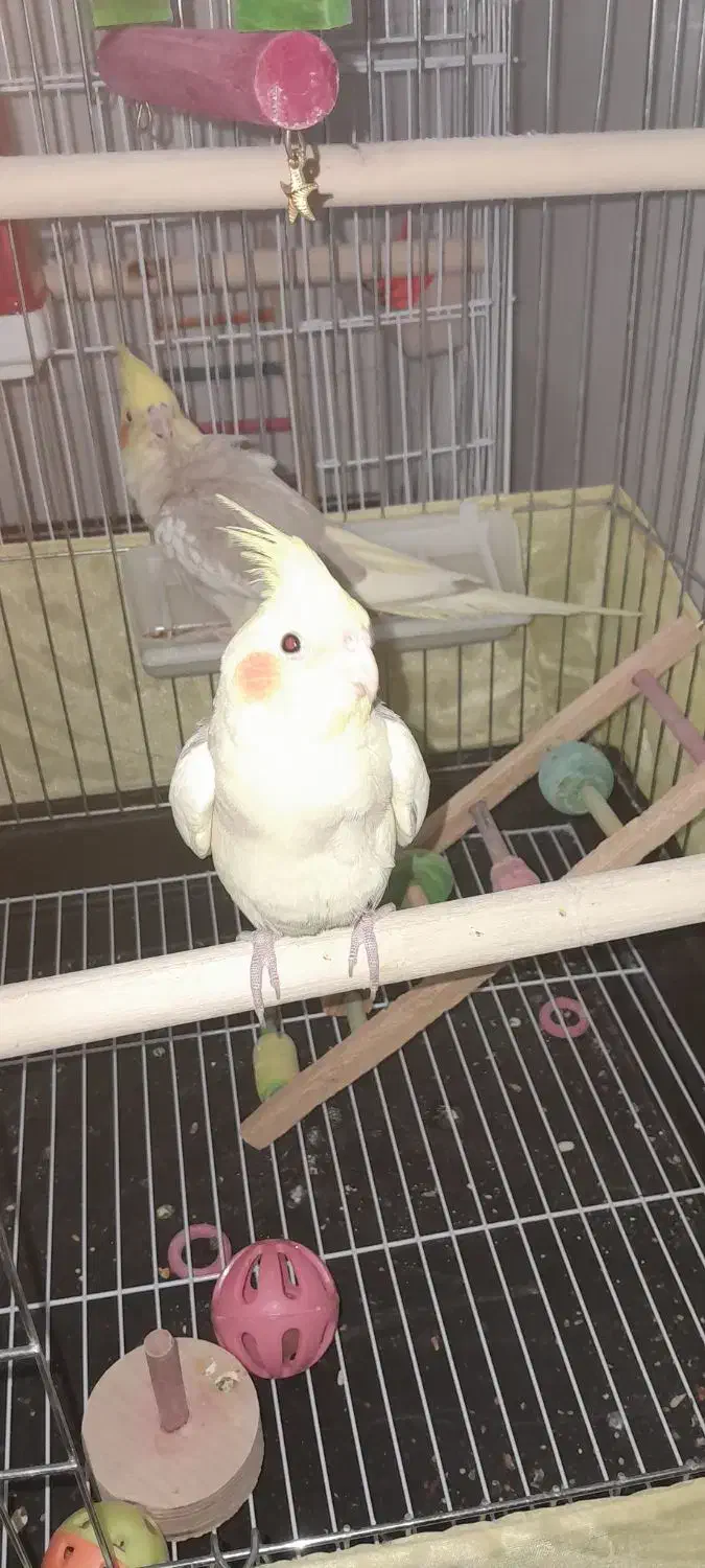 عروس هلند|پرنده|ایلام, |دیوار