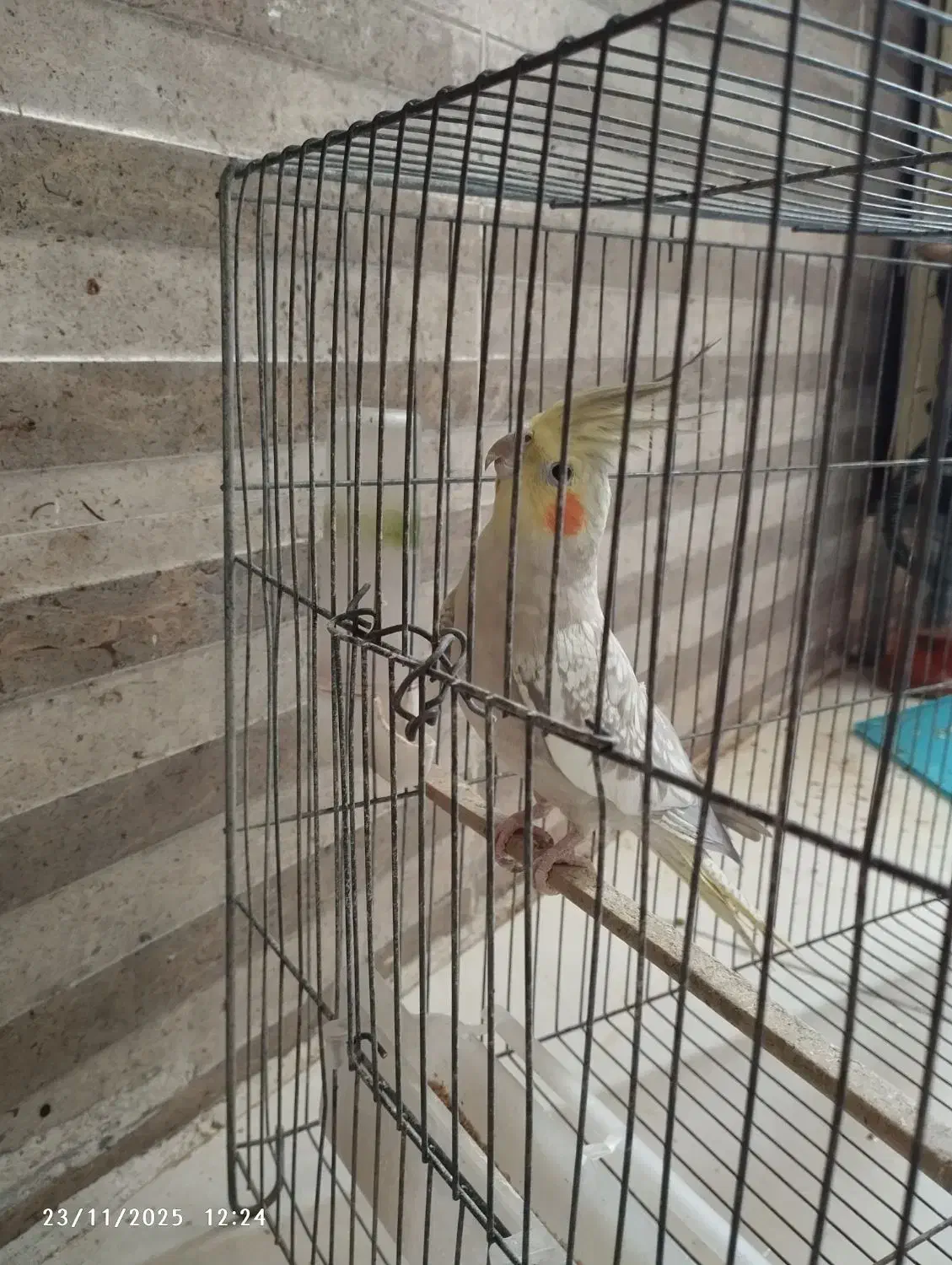 عروس هلندی|پرنده|ساوه, |دیوار