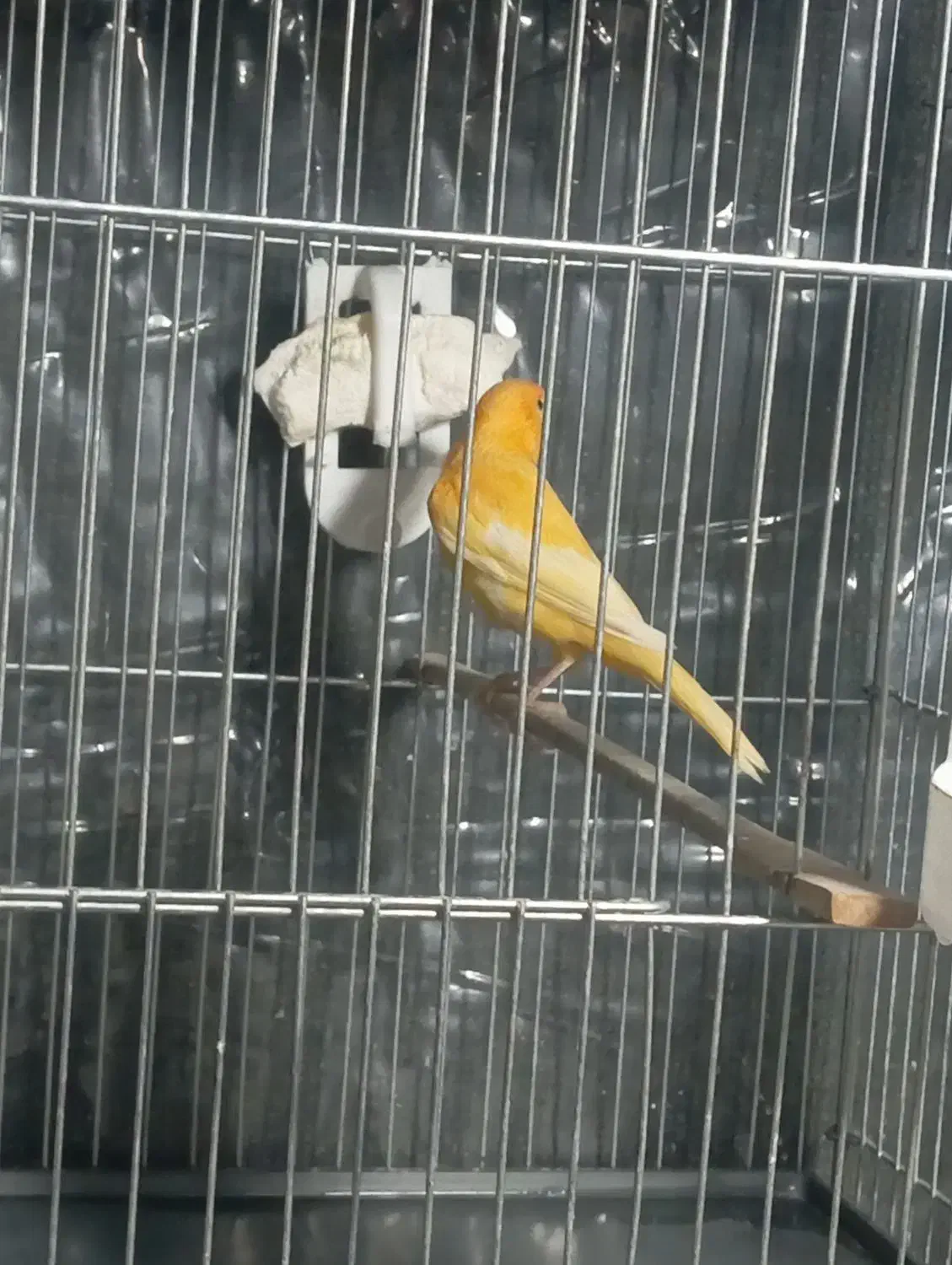 قناری نر|پرنده|پاکدشت, شهرک امام رضا|دیوار