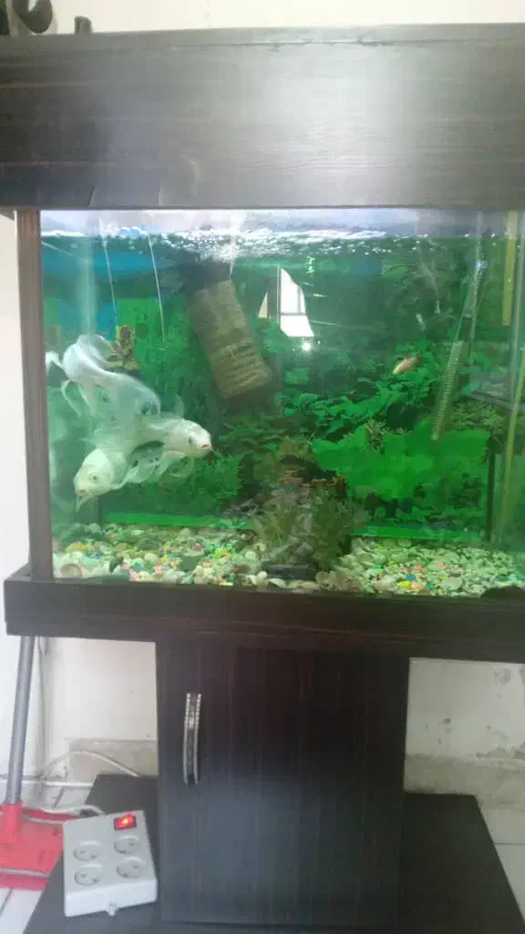 آکواریوم به همراه ماهی و لوازم و میز فوری فروشی|ماهی|تهران, اوقاف|دیوار