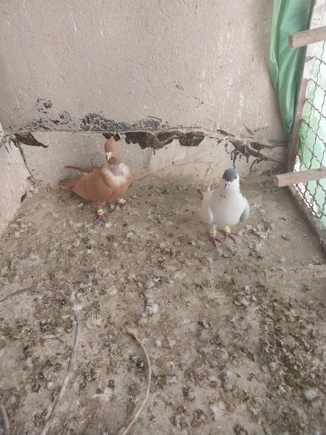 کفتر|پرنده|تربت‌حیدریه, شهید بهشتی|دیوار