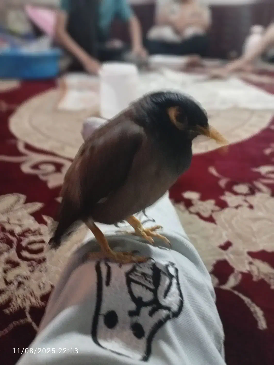 مرغ مینا|پرنده|لواسان, |دیوار