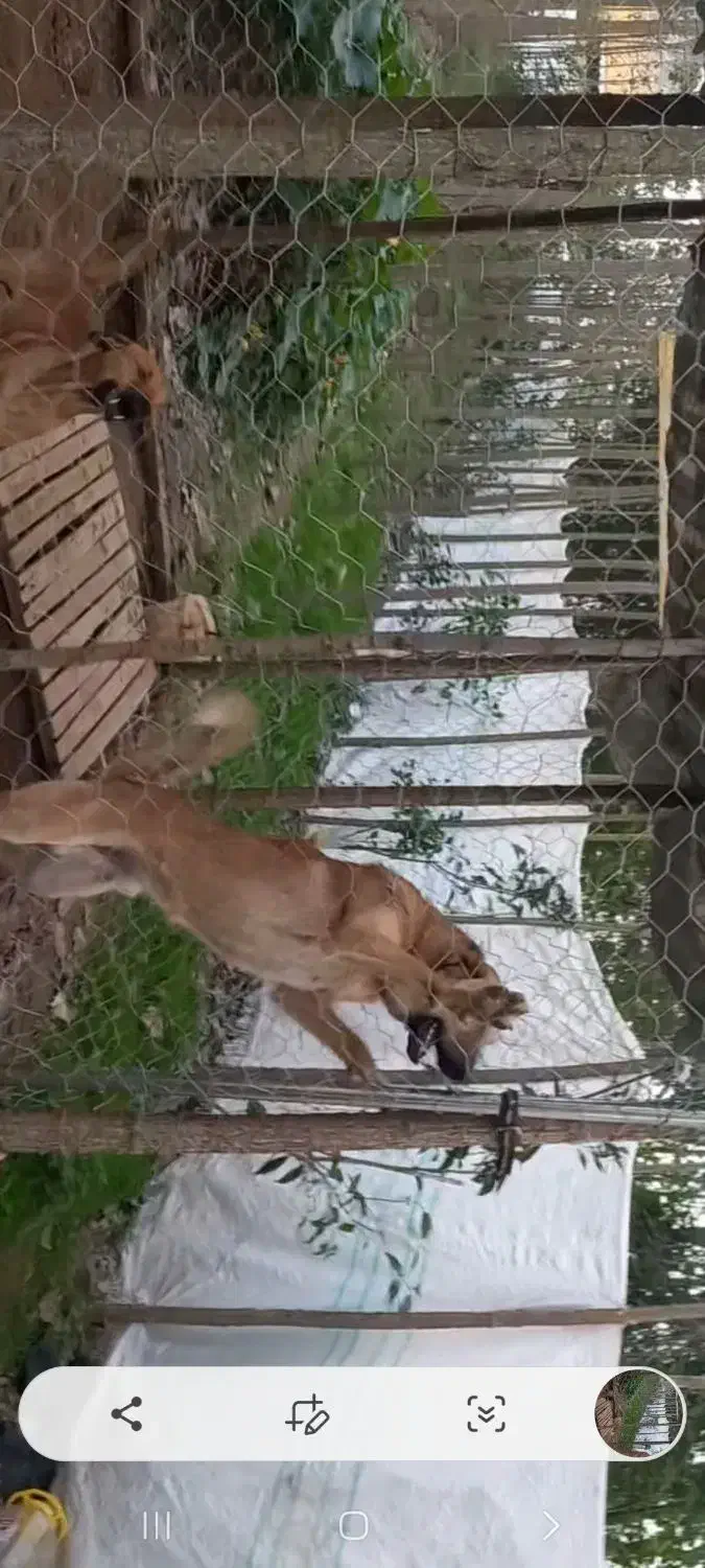 واگذاری سگ جوان سراب|سگ|رشت, کوی مهر|دیوار