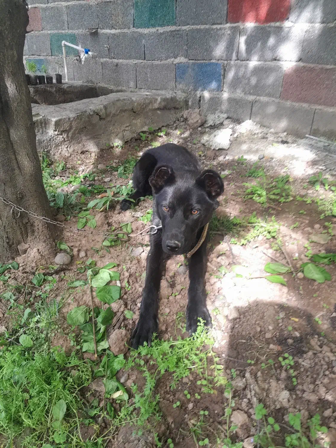 سگ کن کورسو دورگ واگذاری|سگ|سنگر, |دیوار