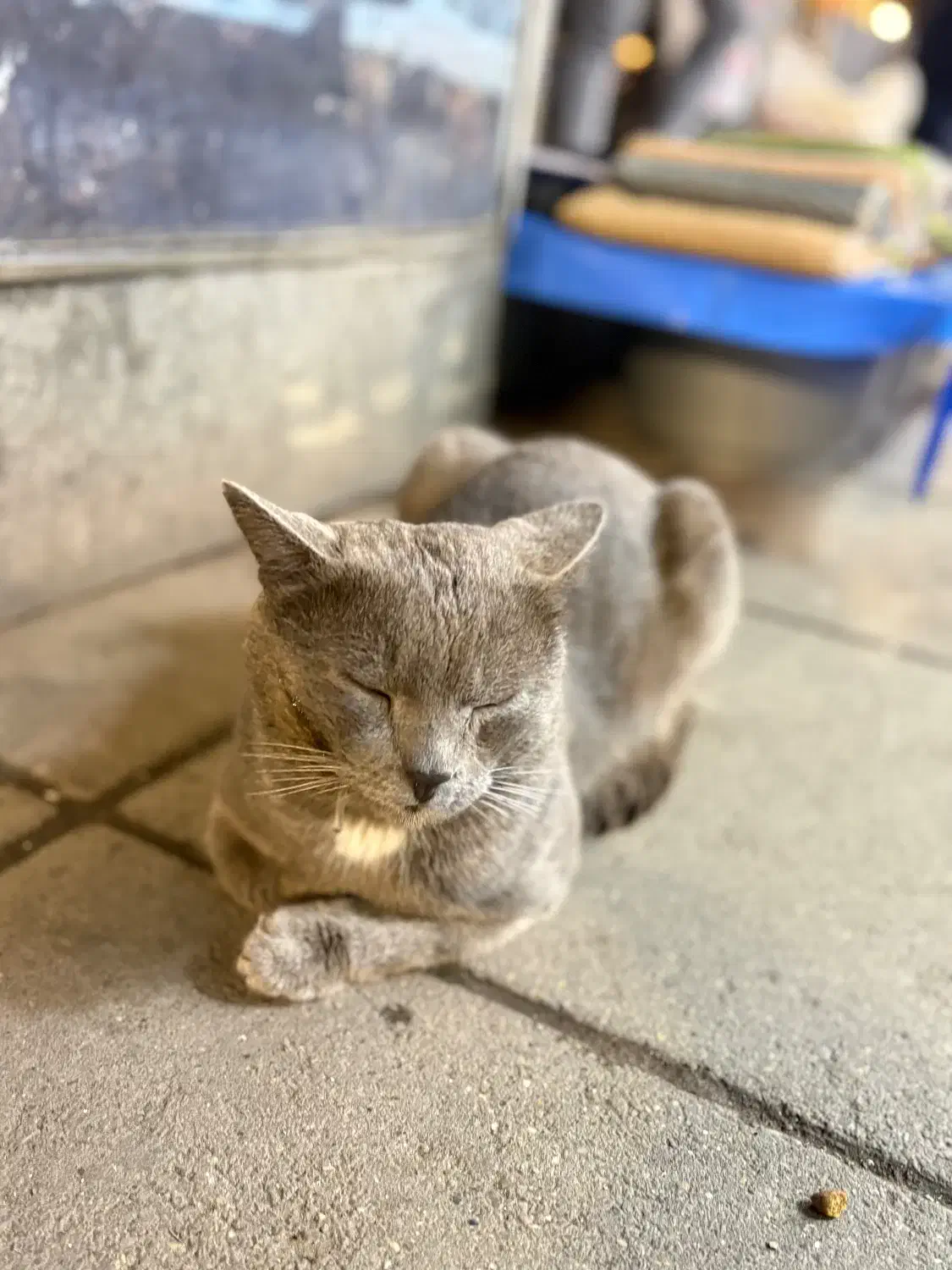 گربه گمشده|حیوانات|رشت, سعدی (تختی)|دیوار