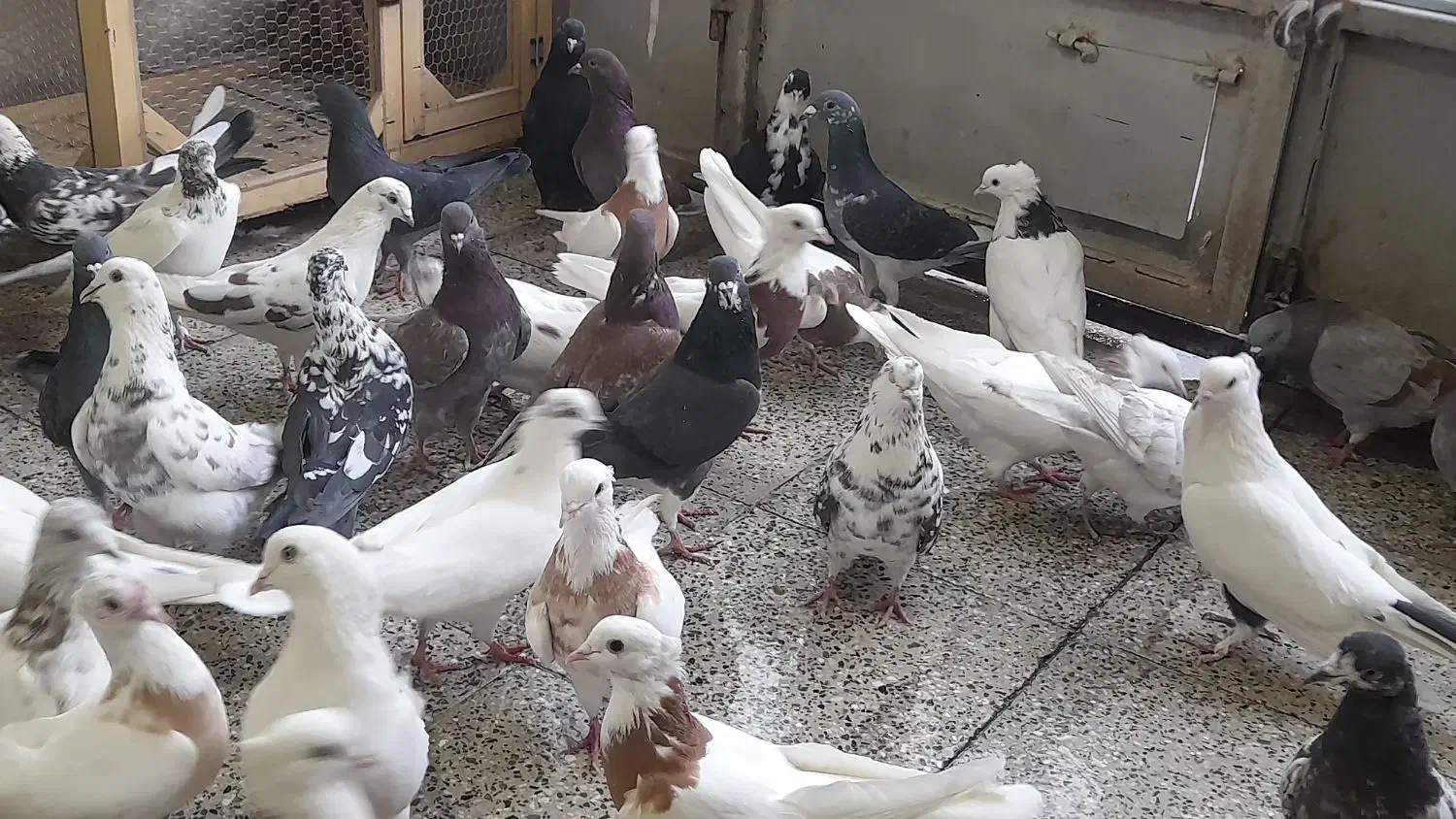 خرید وفروش کفتر تهرانی وغیره|پرنده|برخوار, |دیوار