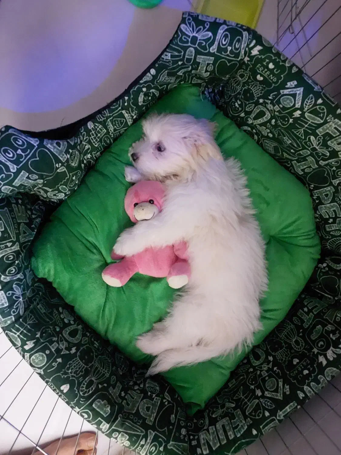 شیتزو کراس 5ماهه|سگ|تهران, استاد معین|دیوار