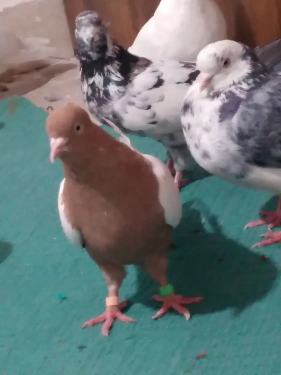 کفترتزیینی وپرشی|پرنده|قم, لسانی|دیوار