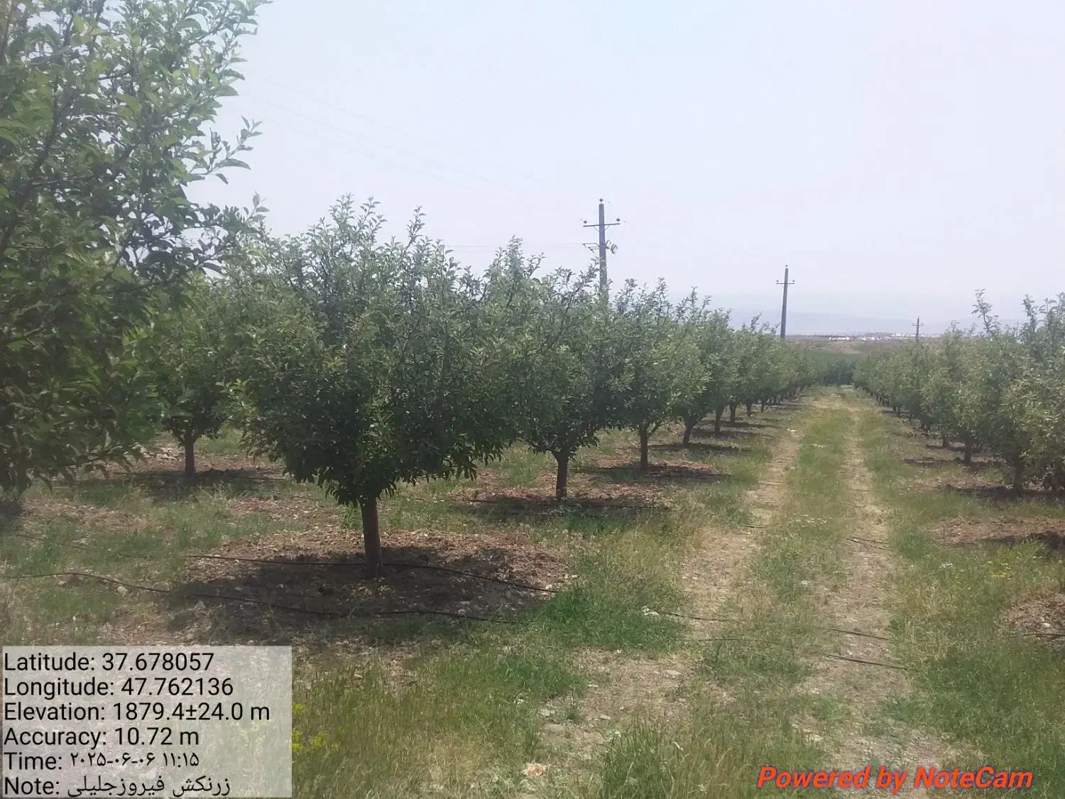 هرسکاری|خدمات باغبانی و درختکاری|تبریز, |دیوار