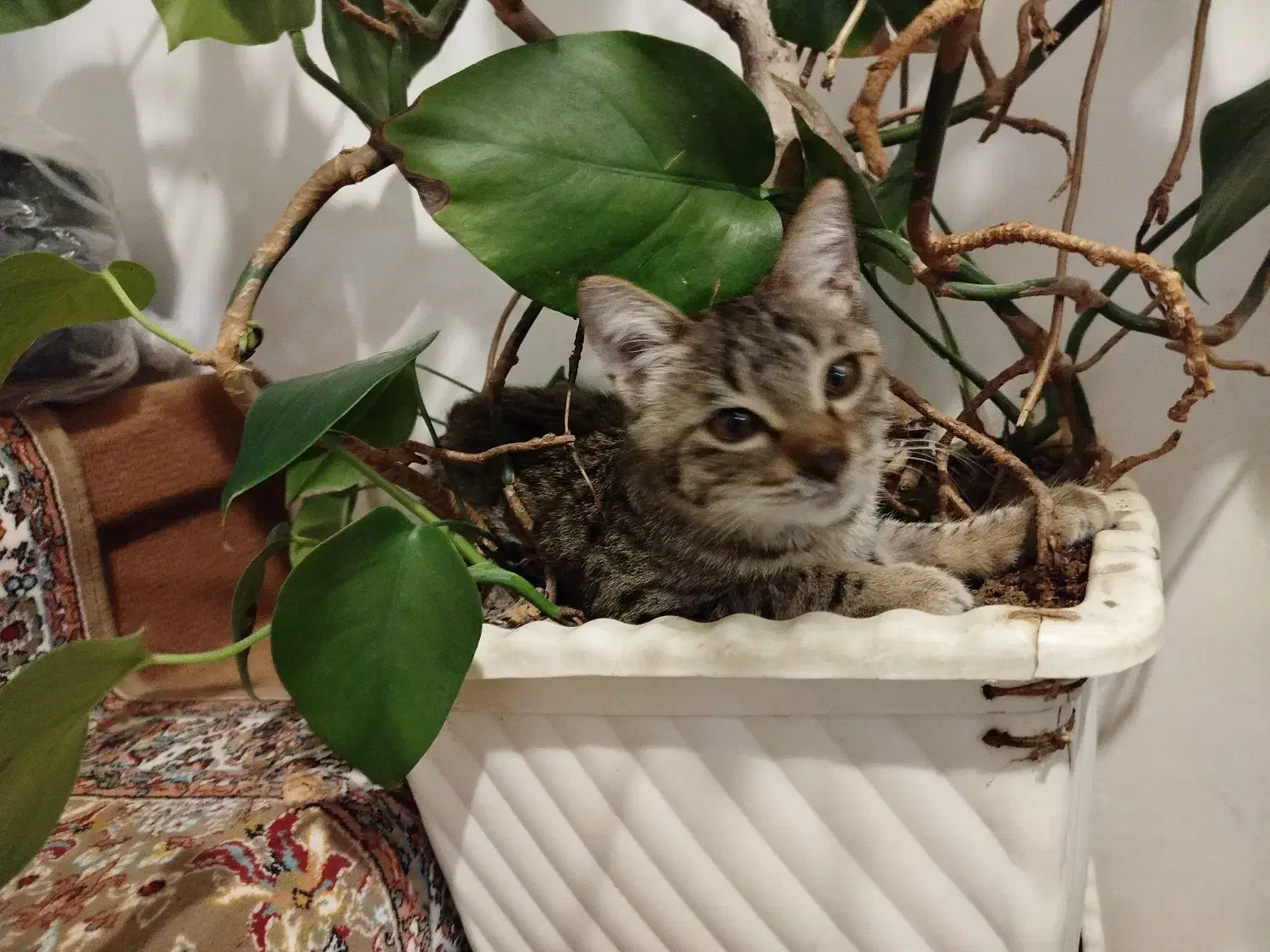 گربه با مزه|گربه|ارومیه, |دیوار