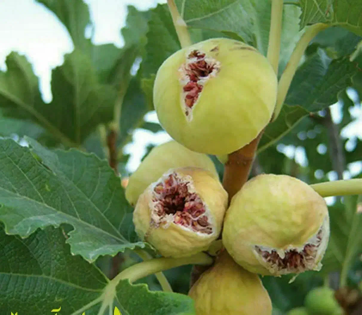 پیش فروش نهال انجیر استهبان|خدمات باغبانی و درختکاری|شهر بابک, |دیوار