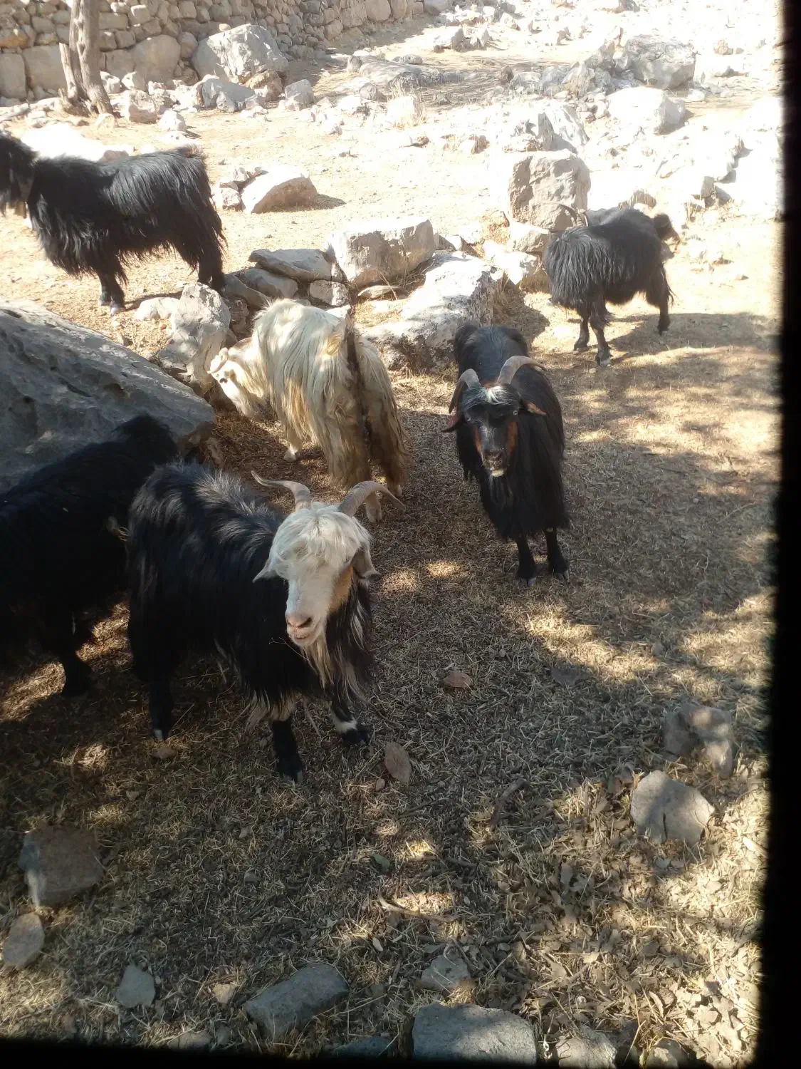 ۳۰ راس بز بفروش میرسد|حیوانات مزرعه|ایذه, |دیوار