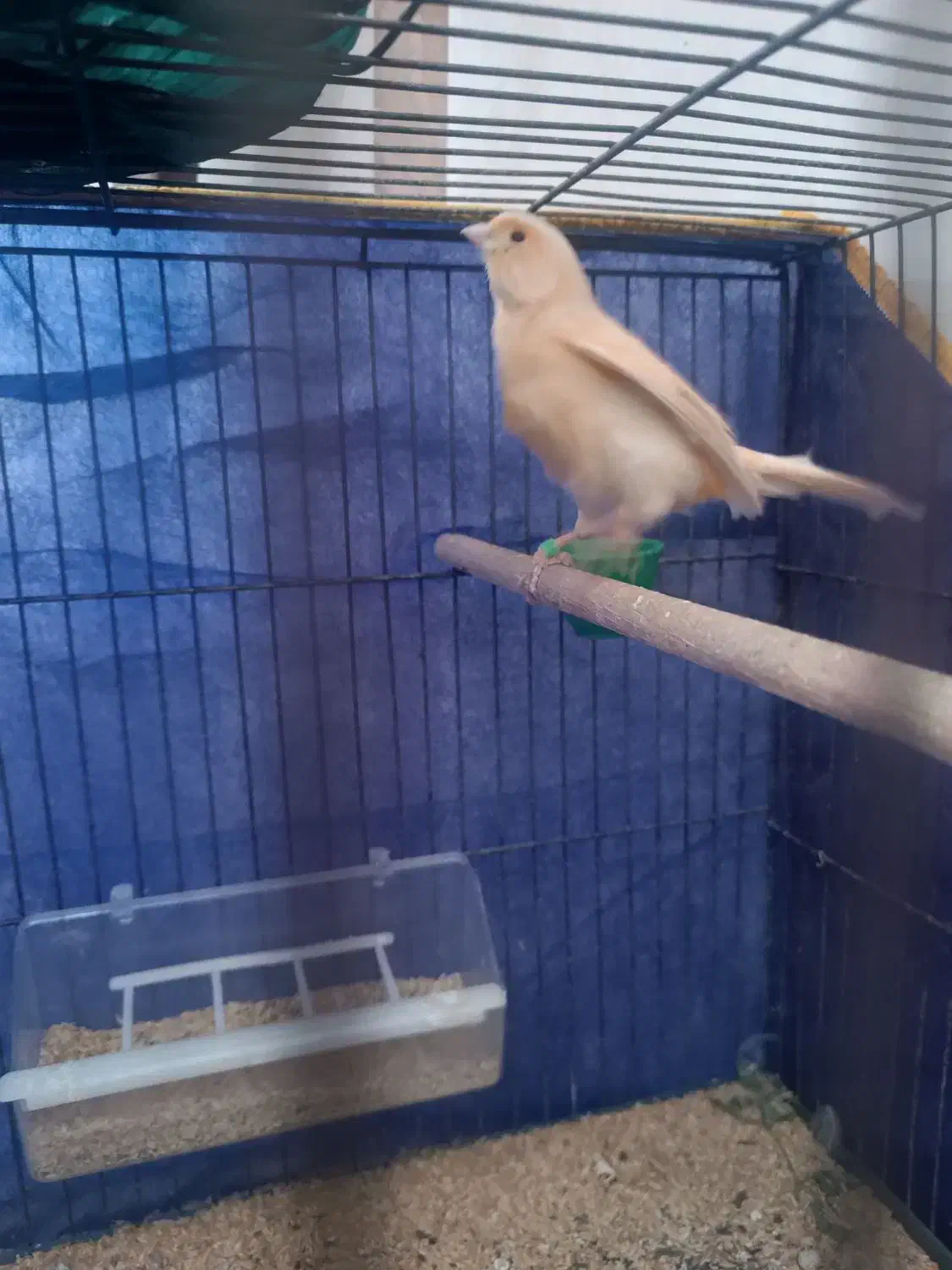 ماده قناری اماده۱۵۰۰|پرنده|کرمان, |دیوار