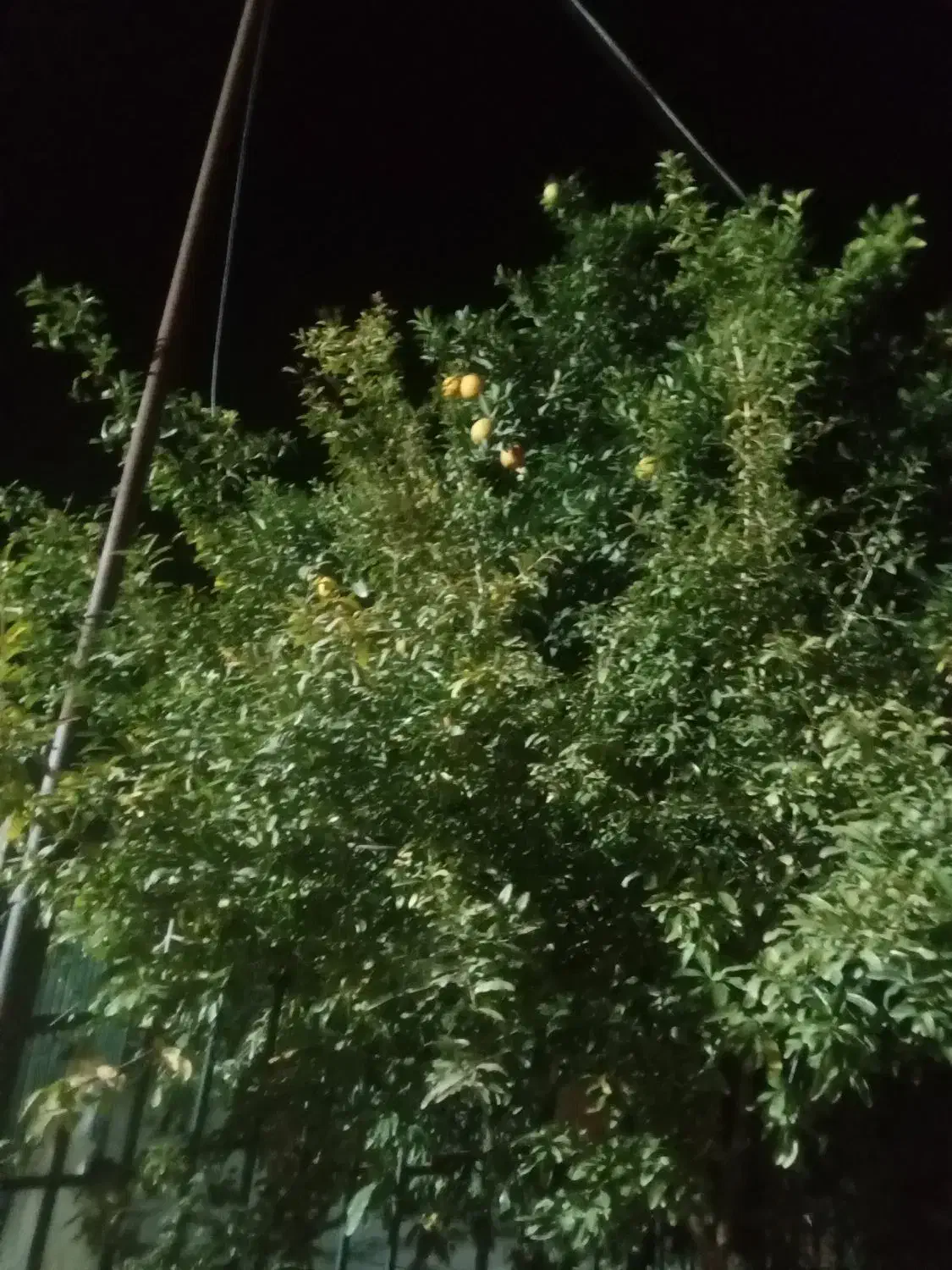 نارنج تازه|خوردنی و آشامیدنی|کردکوی, |دیوار