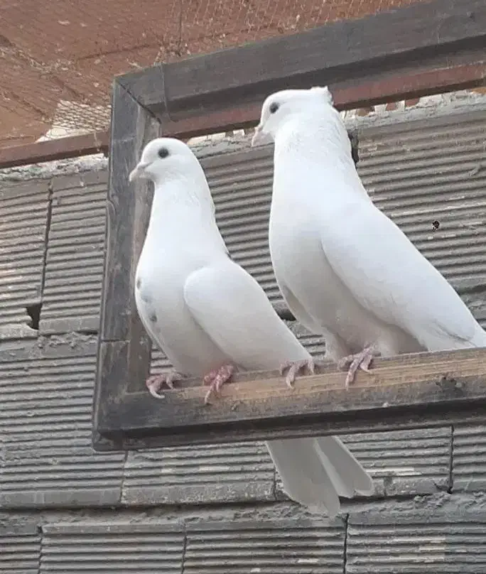 کبوترپرشی تضمینی|پرنده|ابریشم, |دیوار