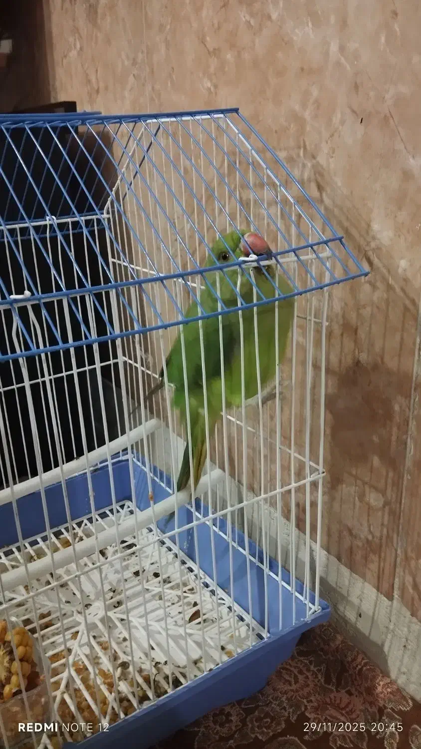 طوطی ملنگو ماده|پرنده|سنندج, |دیوار