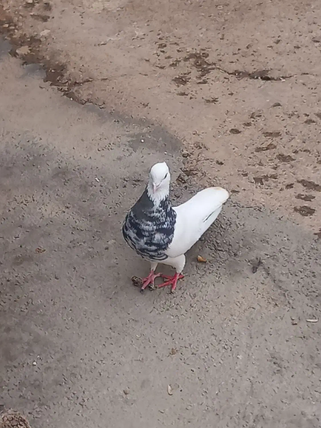 طوقی هفرنگ|پرنده|اسفرورین, |دیوار